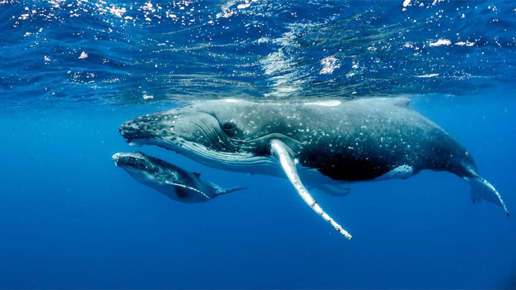 Walvissen Bultrug walvissen